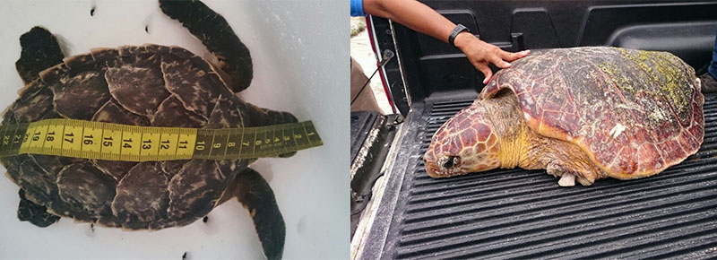Rescates de tortugas marinas