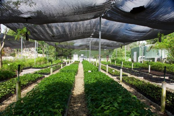 vivero2