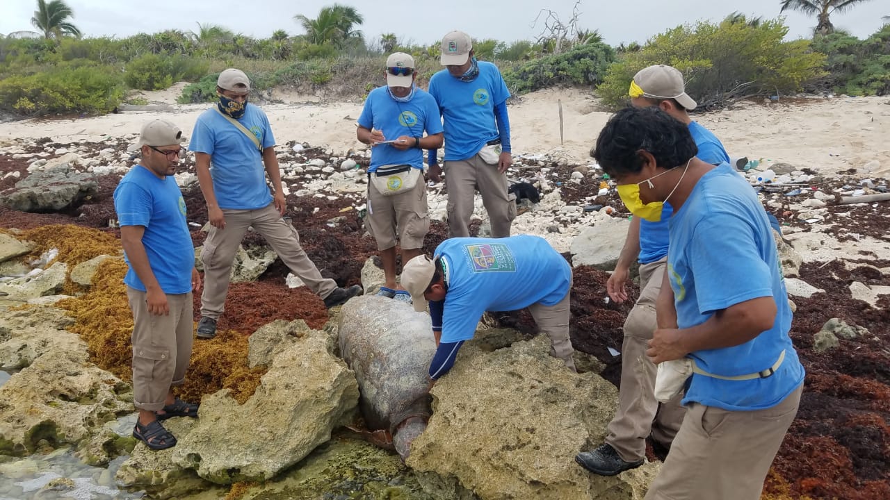 Rescate de una tortuga atorada en la playa de Yu-Yum