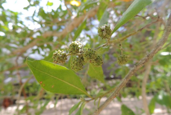 Para restaurar manglares… ¡dale al botoncillo!