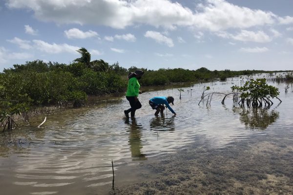 reforestacion-cozumel-dia-arbol-julio-21-10