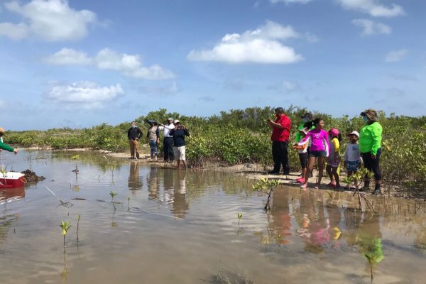 reforestacion-cozumel-dia-arbol-julio-21-11