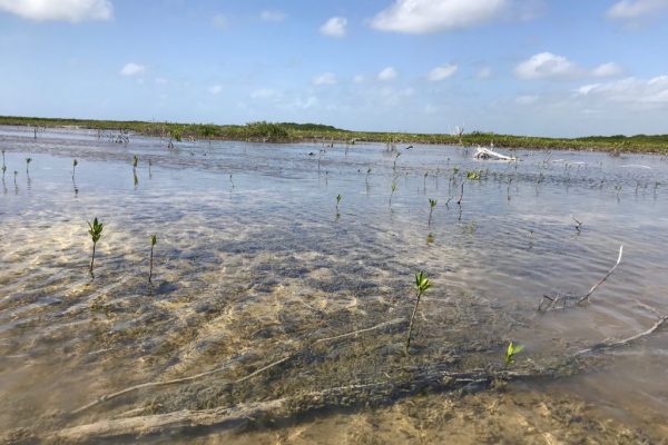 reforestacion-cozumel-dia-arbol-julio-21-14