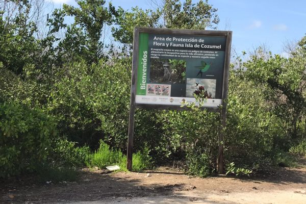 reforestacion-cozumel-dia-arbol-julio-21