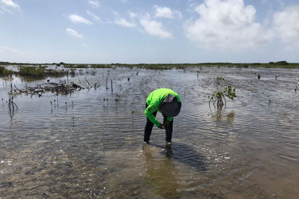 reforestacion-cozumel-dia-arbol-julio-21-9