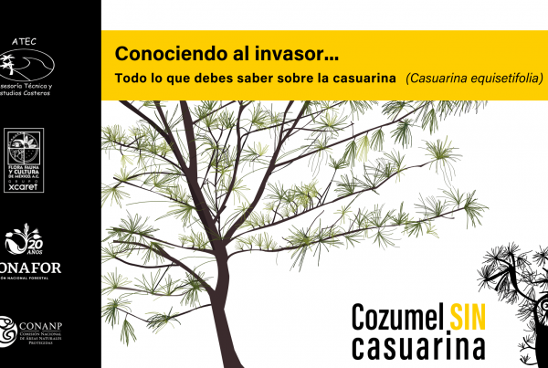 Guía sobre la casuarina