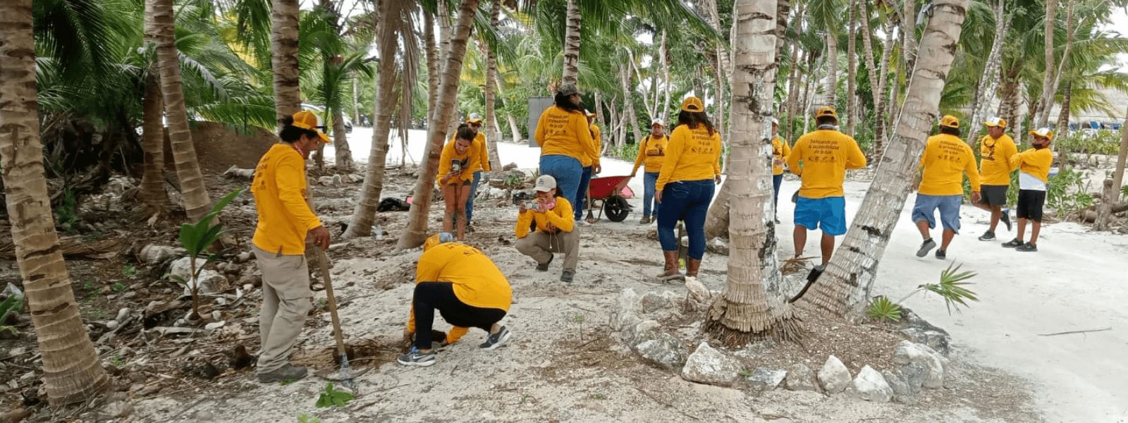 Reforestación de duna costera en Cozumel