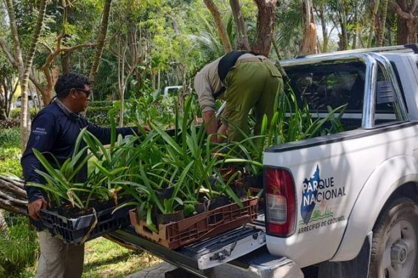 reforestacion-duna-cozumel 2022-03-30 at 11.48.05 AM (1)