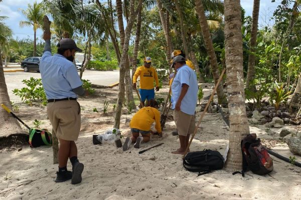 reforestacion-duna-cozumel 2022-03-31 at 11.25.44 AM