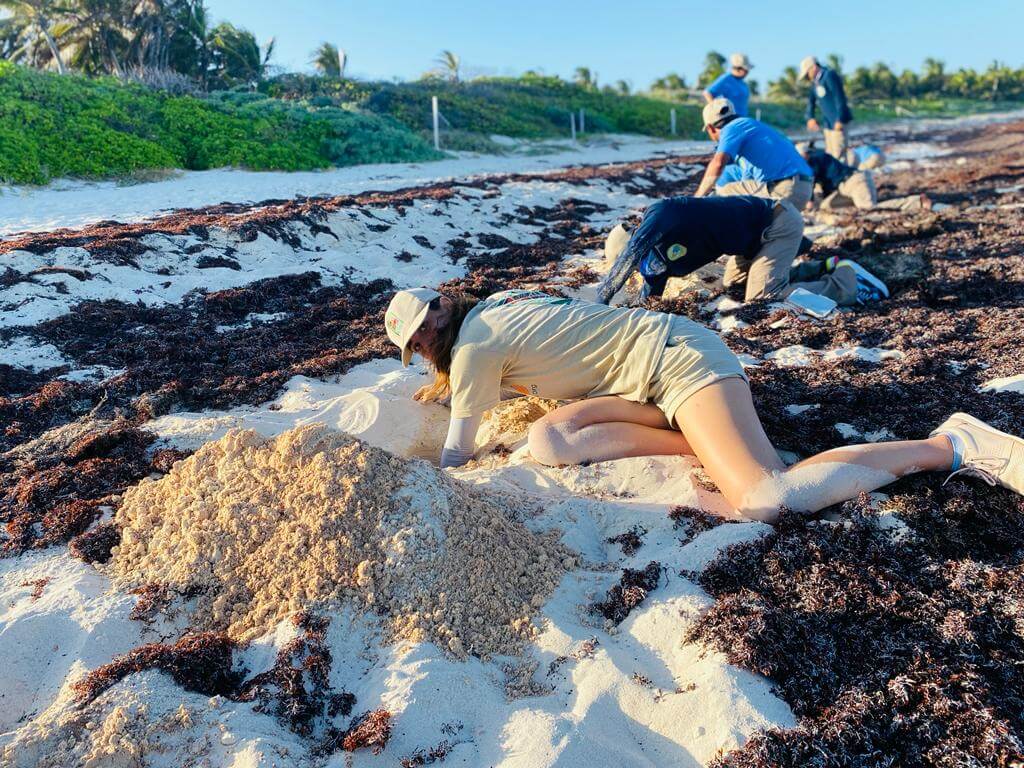 Voluntariado en Campamentos Tortugueros – 2024