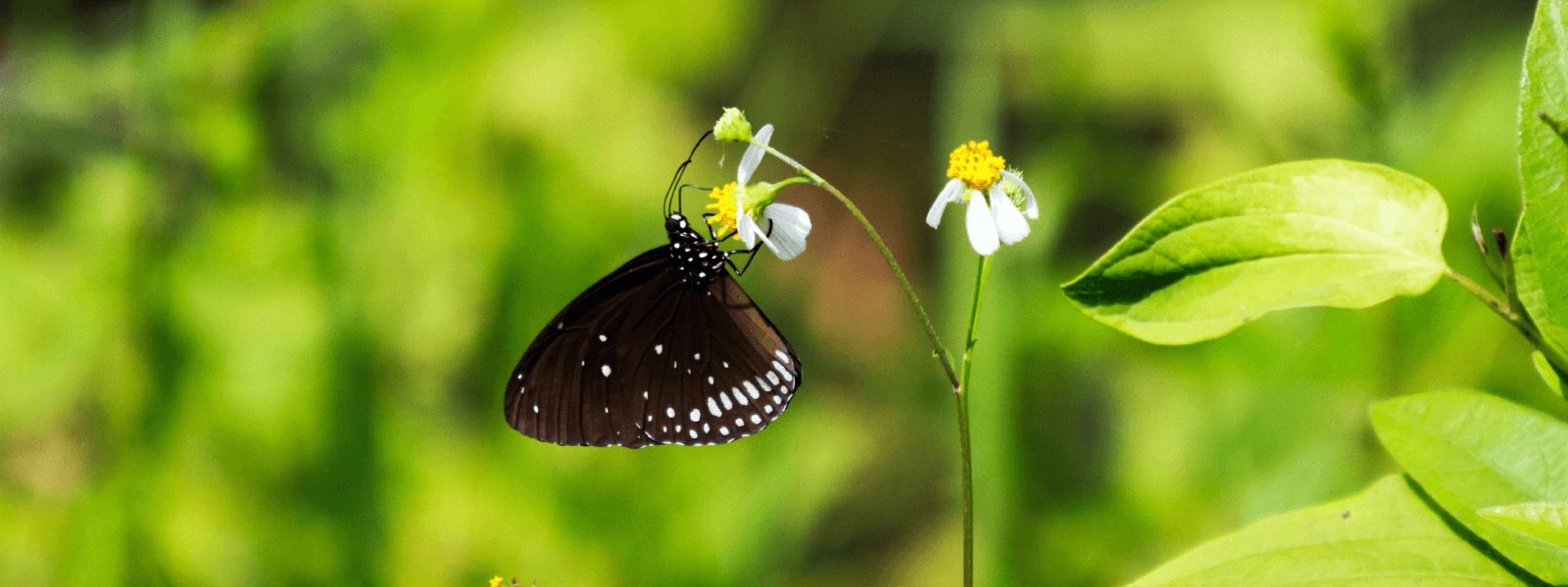 PROTEJAMOS LA BIODIVERSIDAD