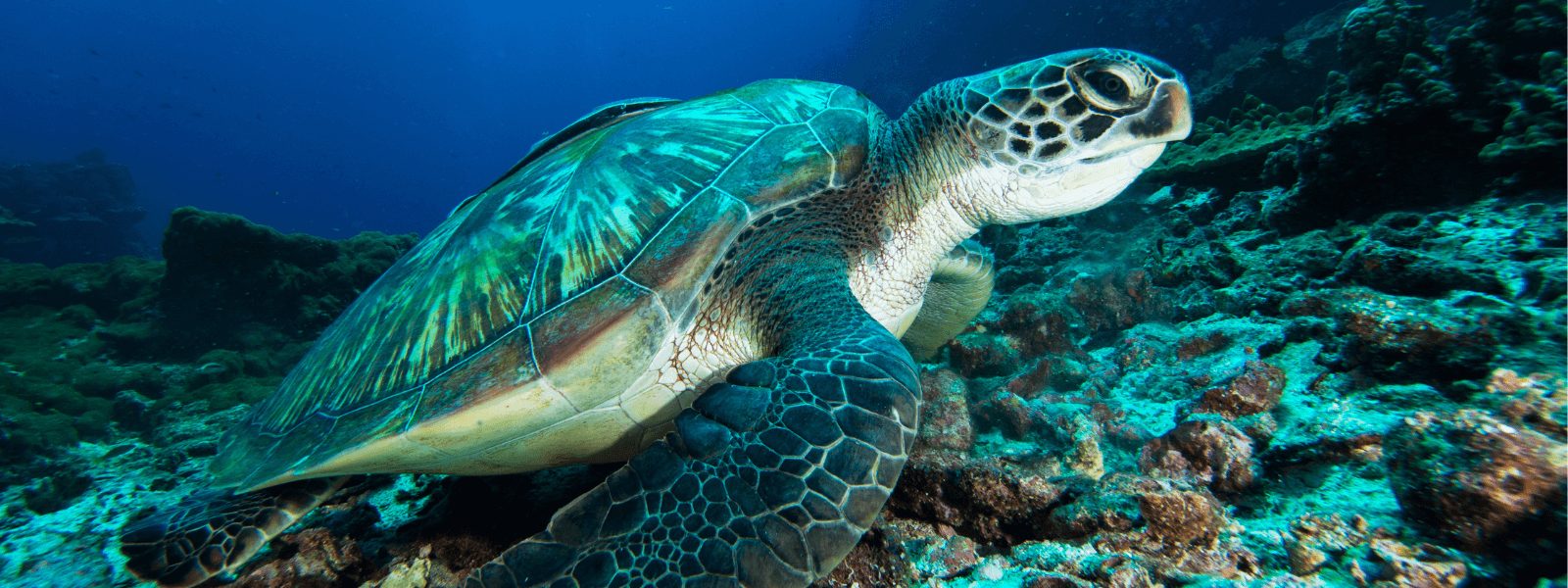 “Lo que ahora sabemos”, estudio sobre la recuperación poblacional de Tortuga verde