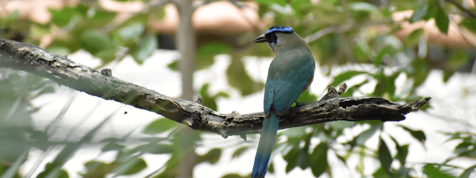 Habitantes de Parque La Ceiba