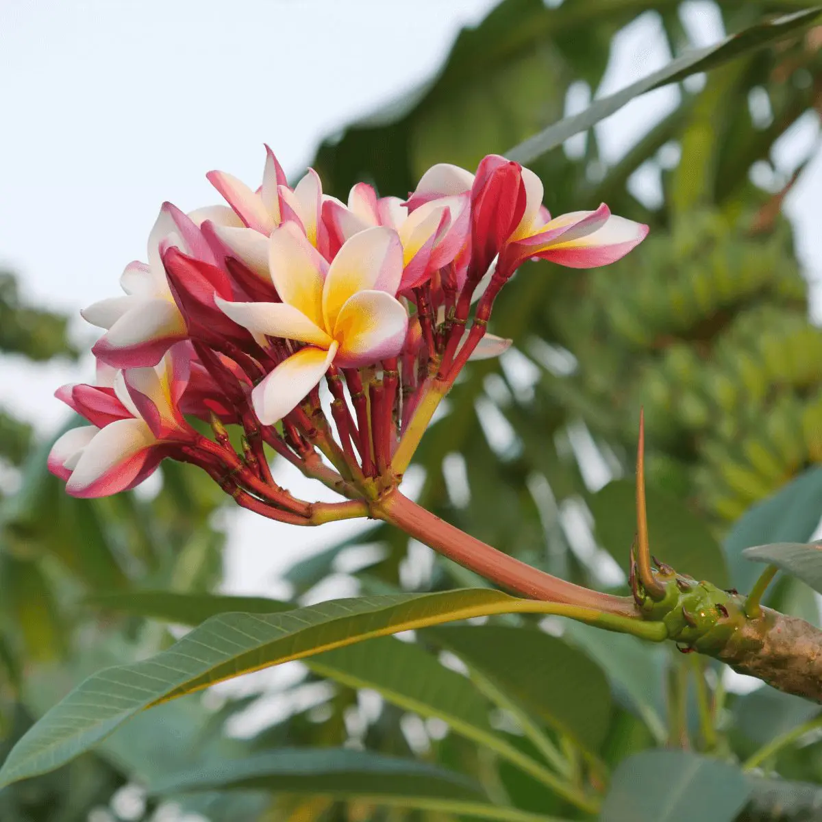 Flor de mayo - FFCM Flor de mayo - FFCM