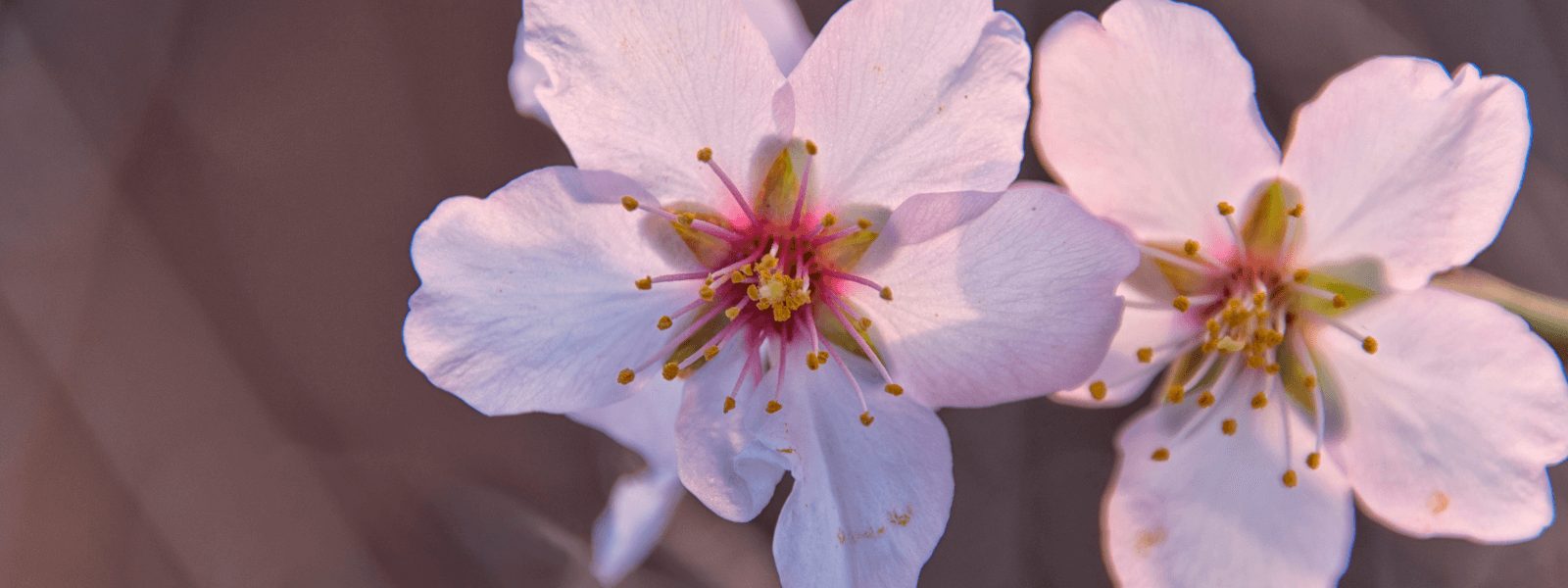 Comienzo de la primavera