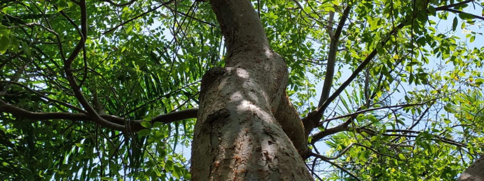 13 de julio, Día del árbol en México