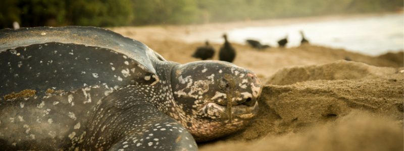 Eclosiona un nido de tortuga laúd en X’cacel