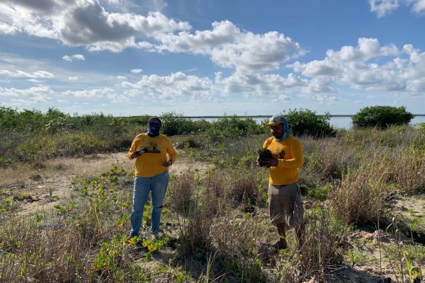 reforestacion-cozumel-nov-23-6