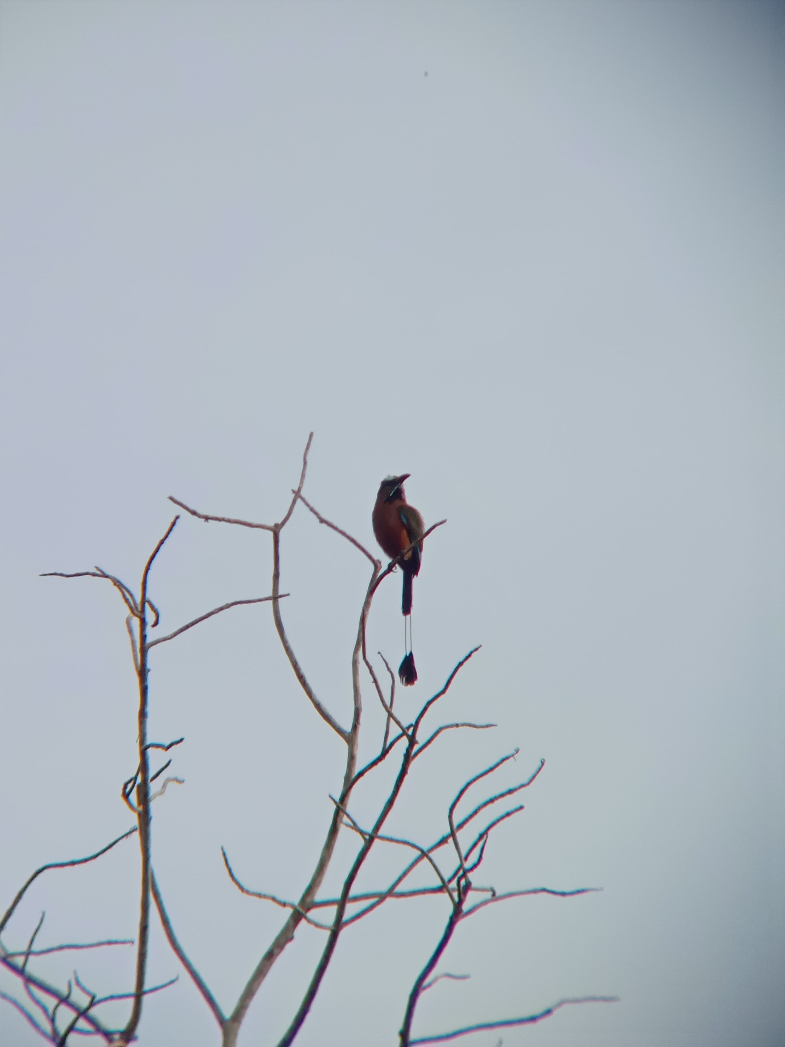 Primer Concurso de Fotografía de Aves presentes en el Vivero Forestal Riviera Maya