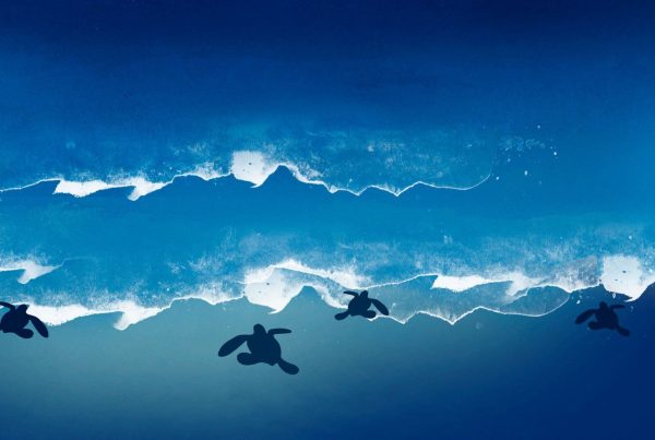 crías de tortuga marina entrando al mar