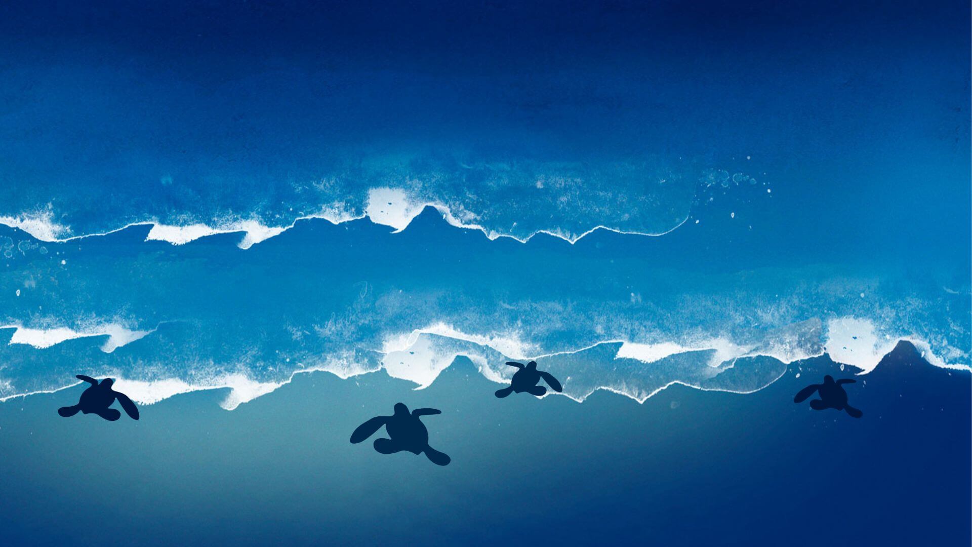 20 millones de tortugas protegidas en 30 años de trabajo