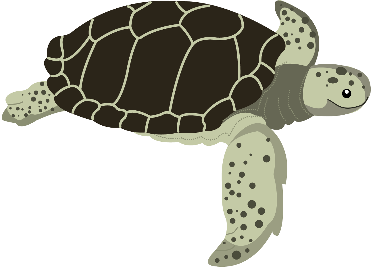 tortuga blanca o verde (Chelonia mydas)