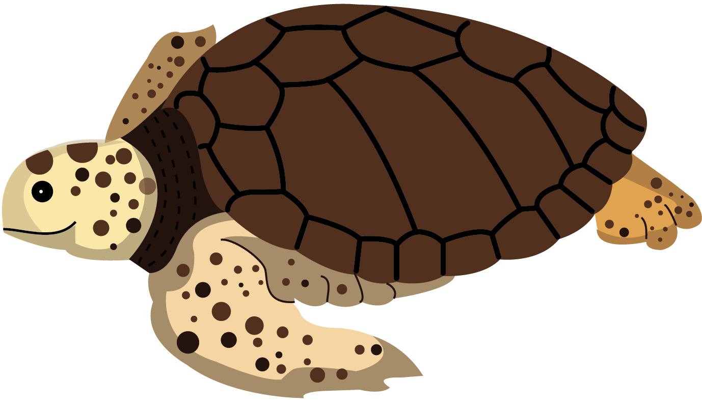 Tortuga caguama (Caretta caretta)