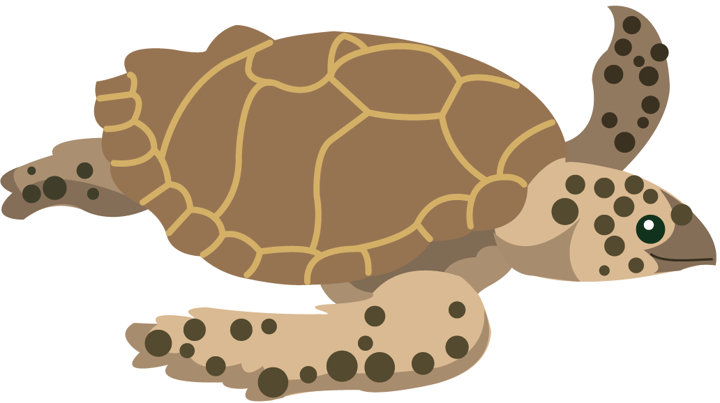 tortuga carey (Eretmochelys imbricata)