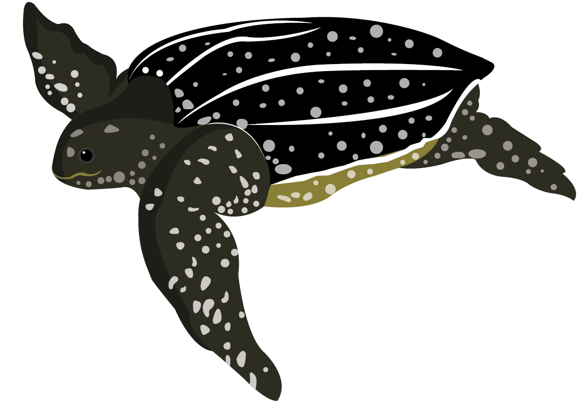 Tortuga laud (Dermochelys coriacea)