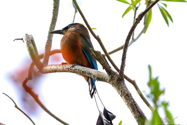 3er lugar Daniel Alejandro Ríos Zuñiga 3er lugar Daniel Alejandro Ríos Zuñiga
