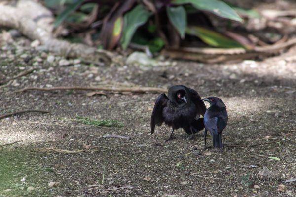 Daniel Alejandro Ríos Zuñiga Daniel Alejandro Ríos Zuñiga