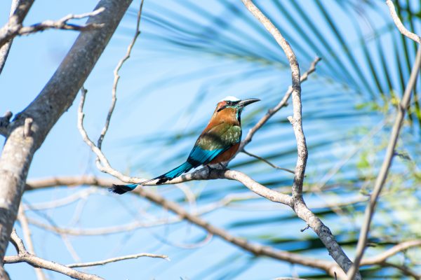 Germán Arturo Borges Arceo Germán Arturo Borges Arceo