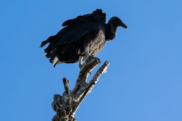 José Eduardo Carrera Melchor José Eduardo Carrera Melchor