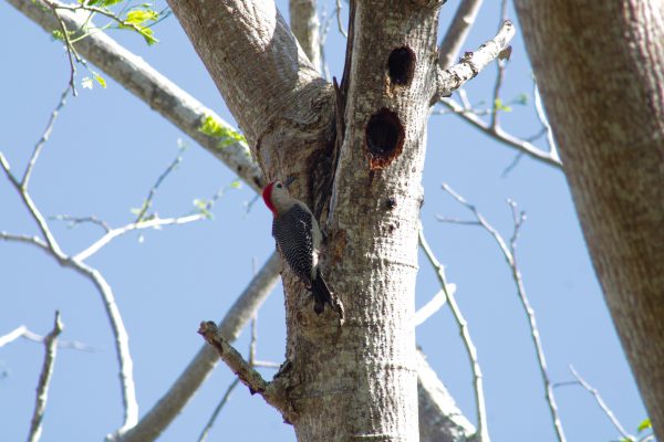 María Carolina Can Martínez María Carolina Can Martínez