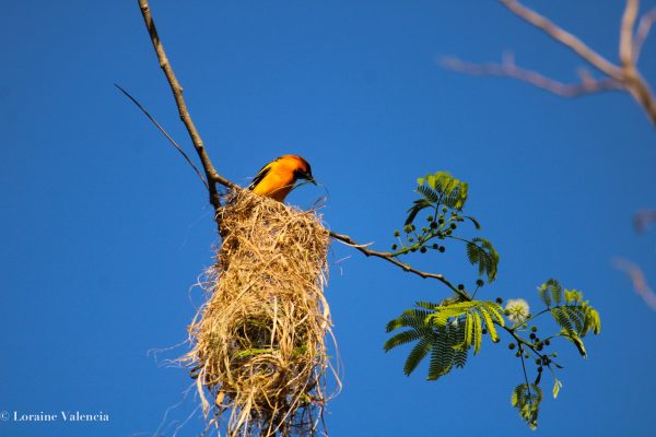 Paola Loraine Valencia Paola Loraine Valencia