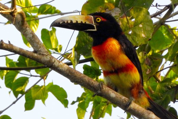 Susana Estrada Palomo