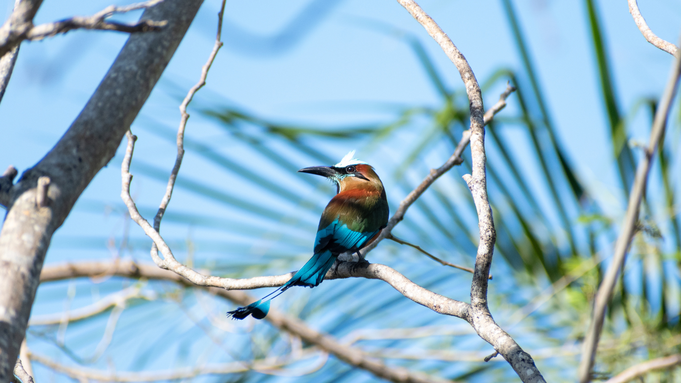 Ganadores del Primer Concurso de Aves en el Vivero Forestal Riviera Maya