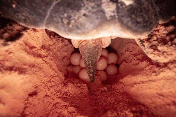 Vistazo a un nido de tortuga blanca