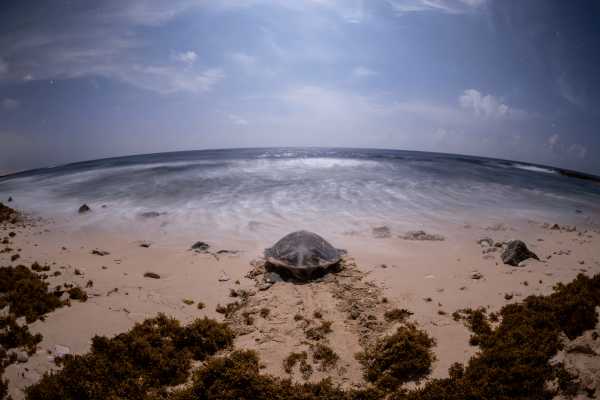 Regreso a casa posterior al desove