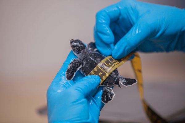 programa de iniciación de tortugas marinas