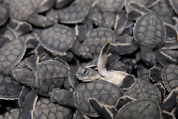 frenesí de tortugas chelonia mydas