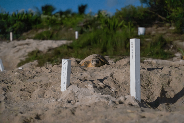 Tortuga caguama en proceso de desove