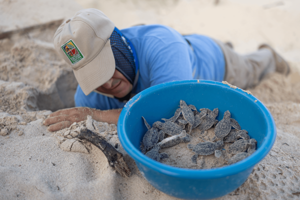 Tortuguero limpiando nido