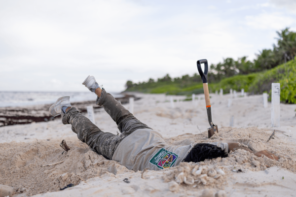Voluntarios/as tortugueros en acción limpiando nidos