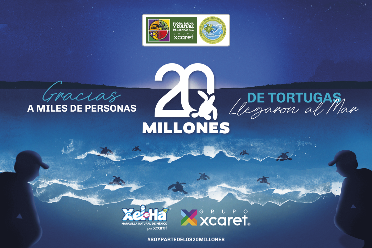 arte 20 millones de tortugas marinas llegan al mar