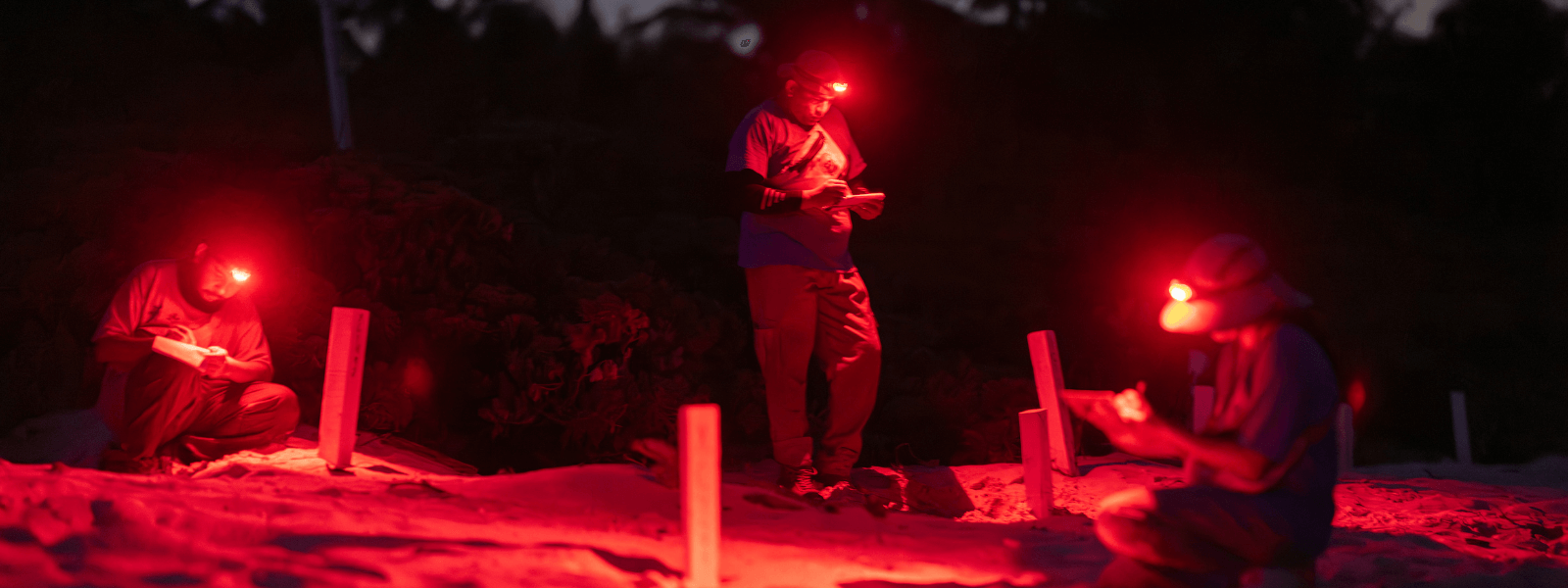 tortugueros trabajando de noche con luz roja