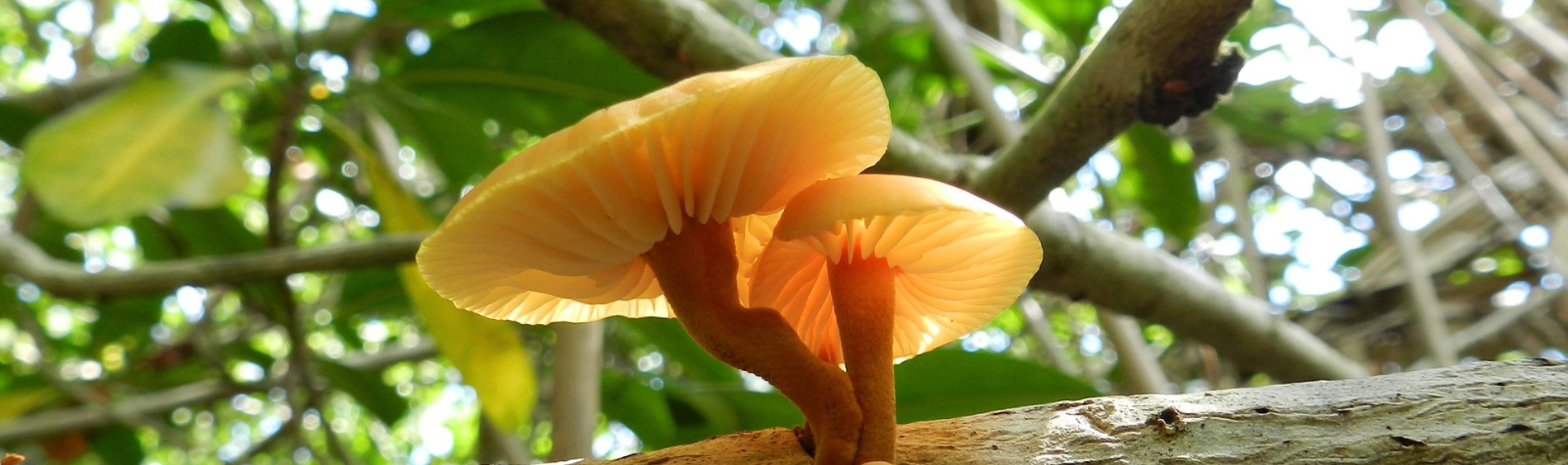 Ganadores del Segundo Concurso de Fotografía «Hongos de Quintana Roo»