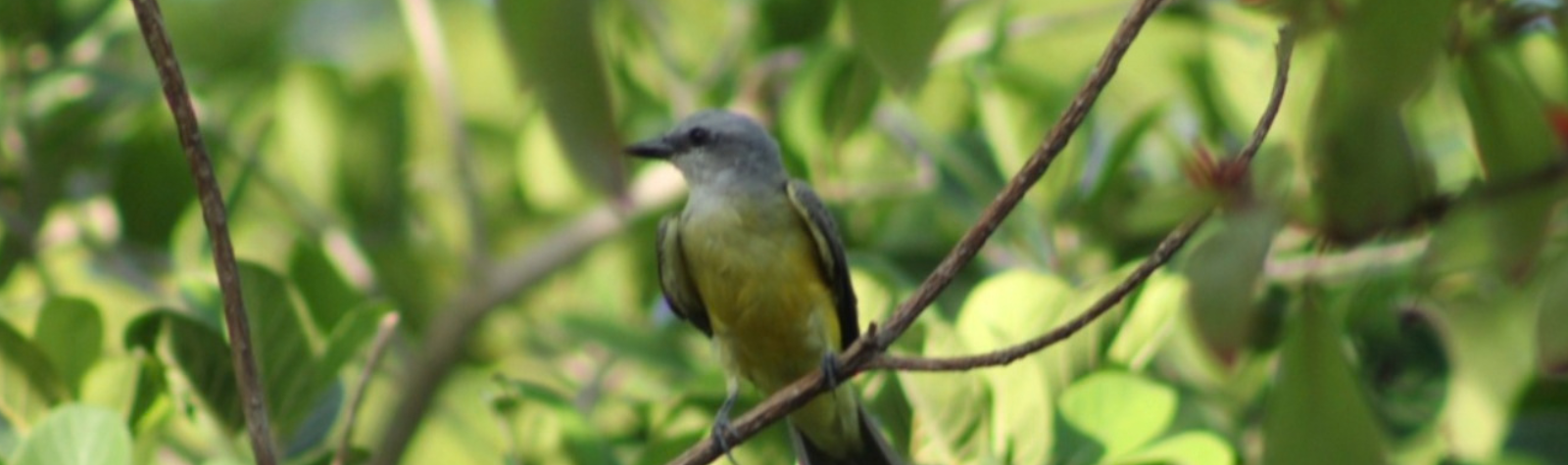 El Vivero Forestal Riviera Maya alcanza un nuevo récord de biodiversidad.